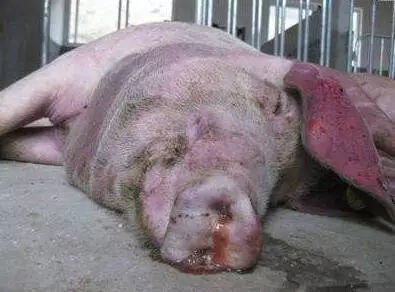 育肥豬與黃牛 警惕三種常見病，守護(hù)豐收成果