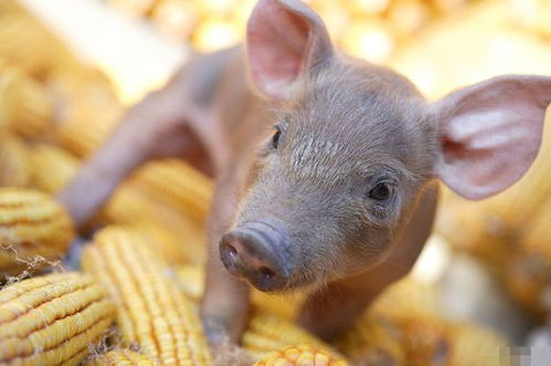 4月23號，屬豬人需謹慎應對潛在挑戰