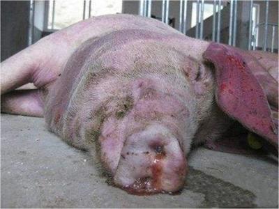 豬咳嗽喘氣總治不好？專家教你一招，科學治愈呼吸道疾病