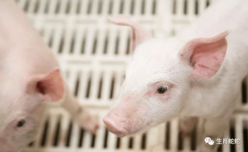 屬豬者六月提醒 以靜制動，轉憂為安