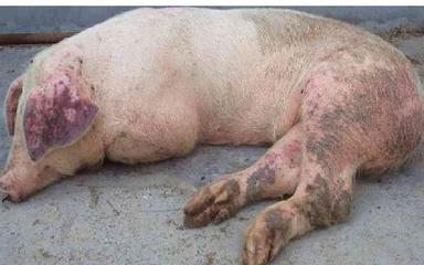 養豬人須知 非洲豬瘟常見癥狀與精準“拔牙”核心操作